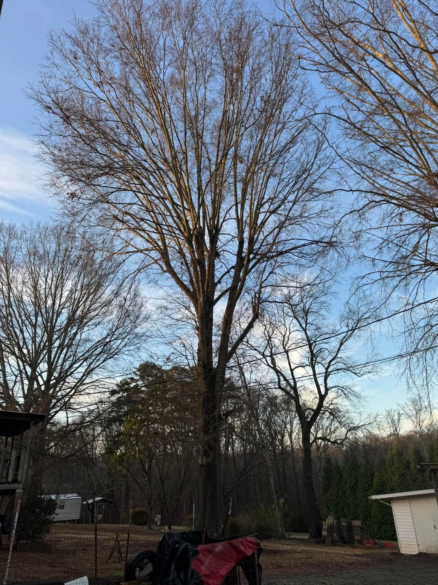 Tall bare tree against a blue and cloudy sky. Surrounding trees, outdoor setting.