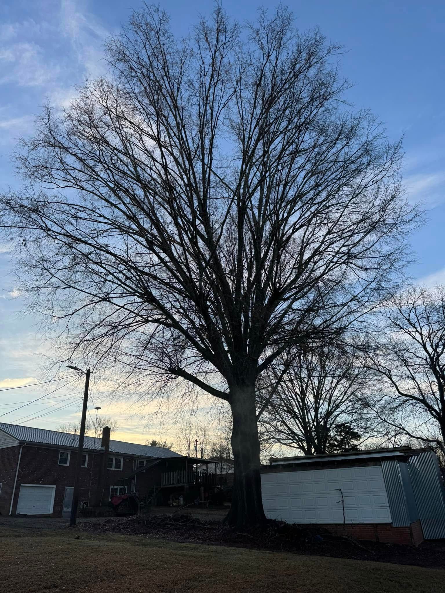 Bare tree against a blue sky, with buildings in the background.
