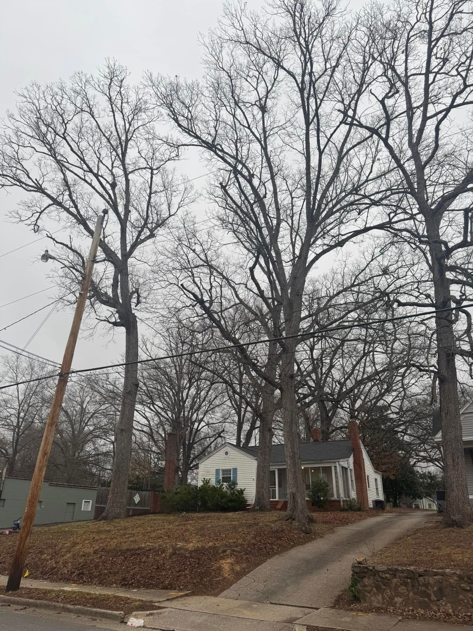 Bare trees frame a small house with a driveway. An aged power pole leans toward the trees on a cloudy day.