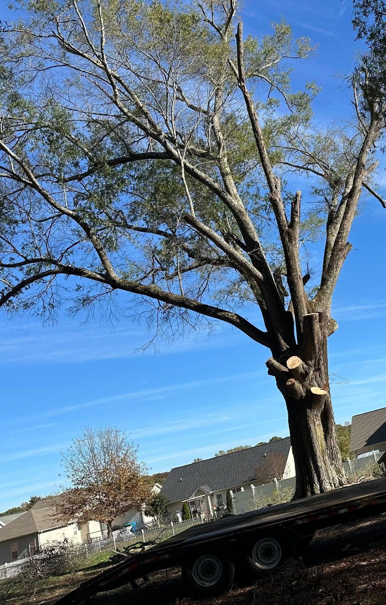 Tree being trimmed on a trailer with blue sky in the background.