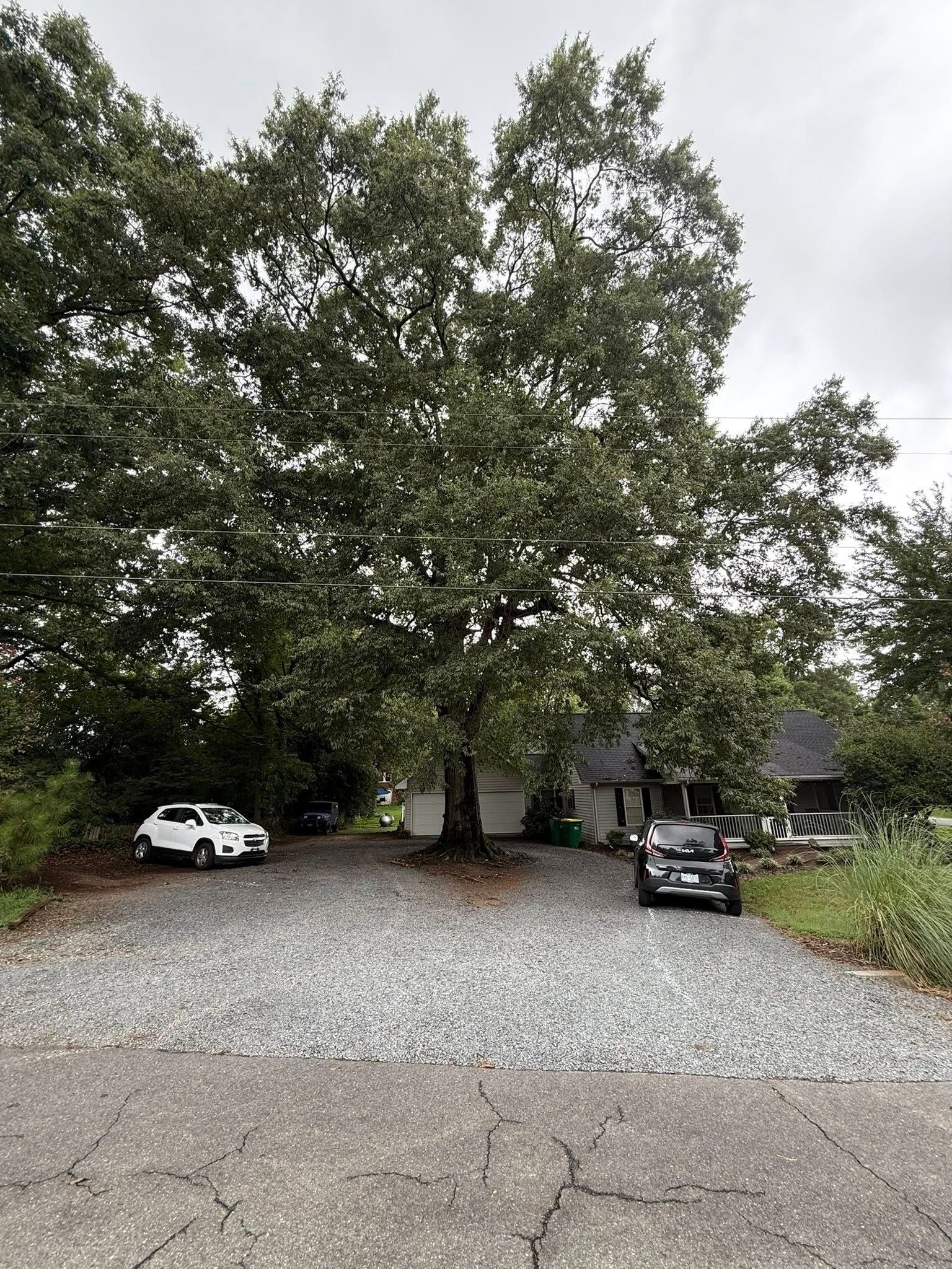 Cars parked on gravel driveway in front of a house, large tree dominates scene, overcast day.