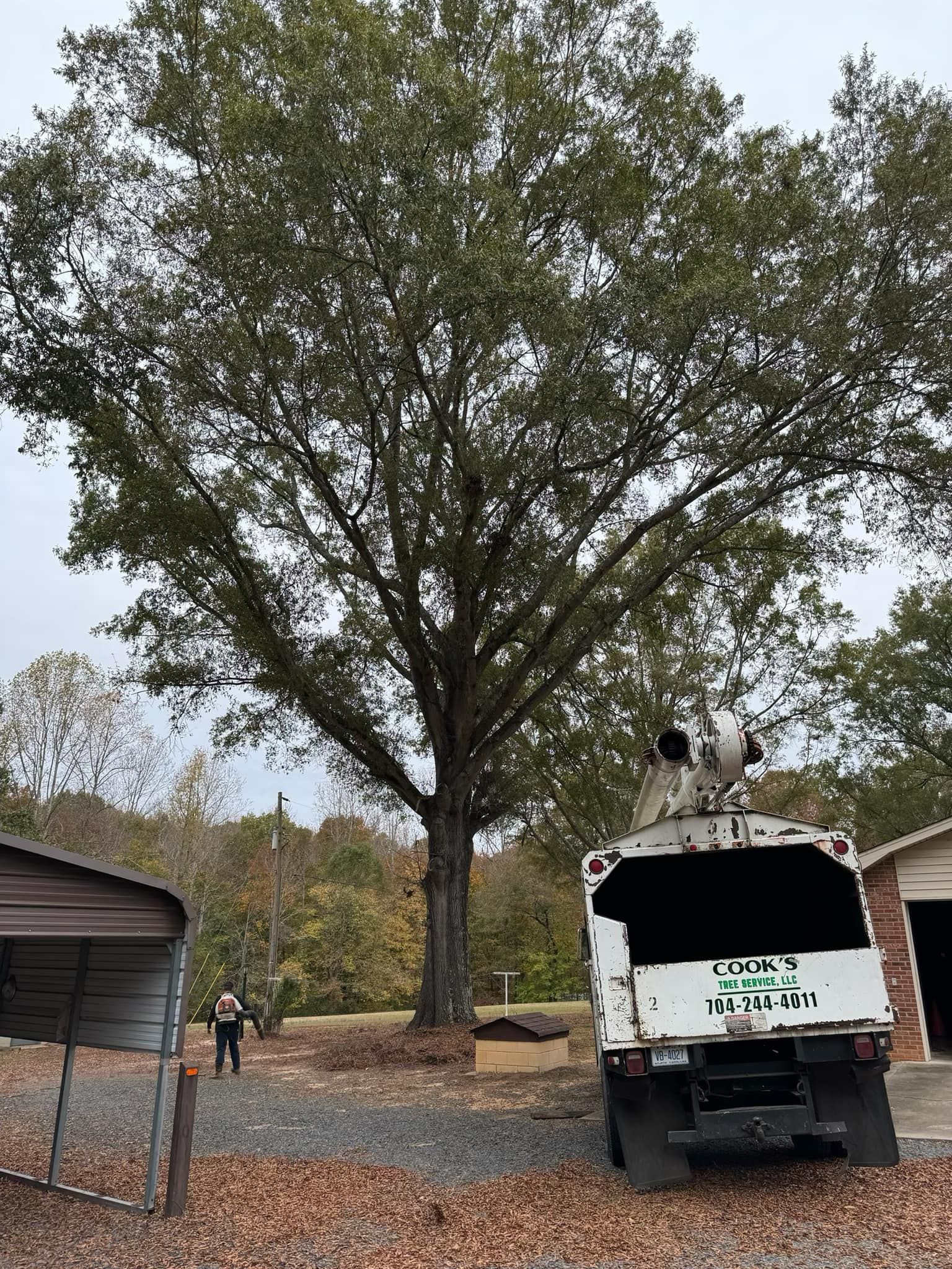 A large tree with a tree trimming truck parked nearby; a person stands next to the tree.