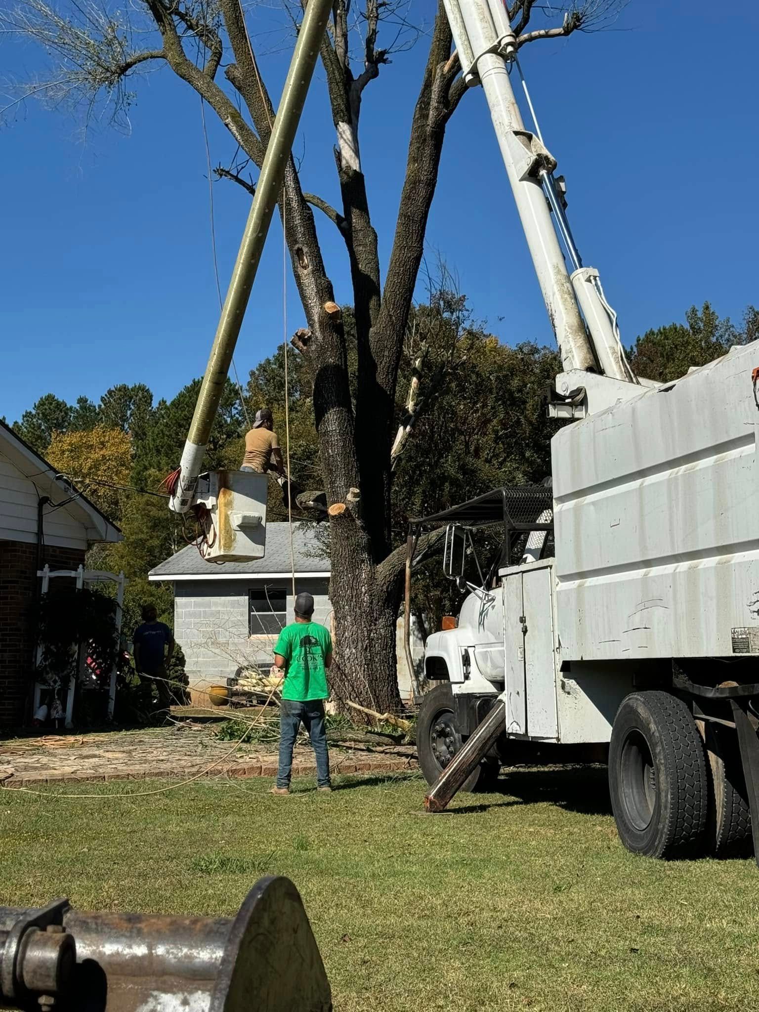 Tree being trimmed by a truck with a lift. A worker is in the lift basket. Another worker watches from the ground.