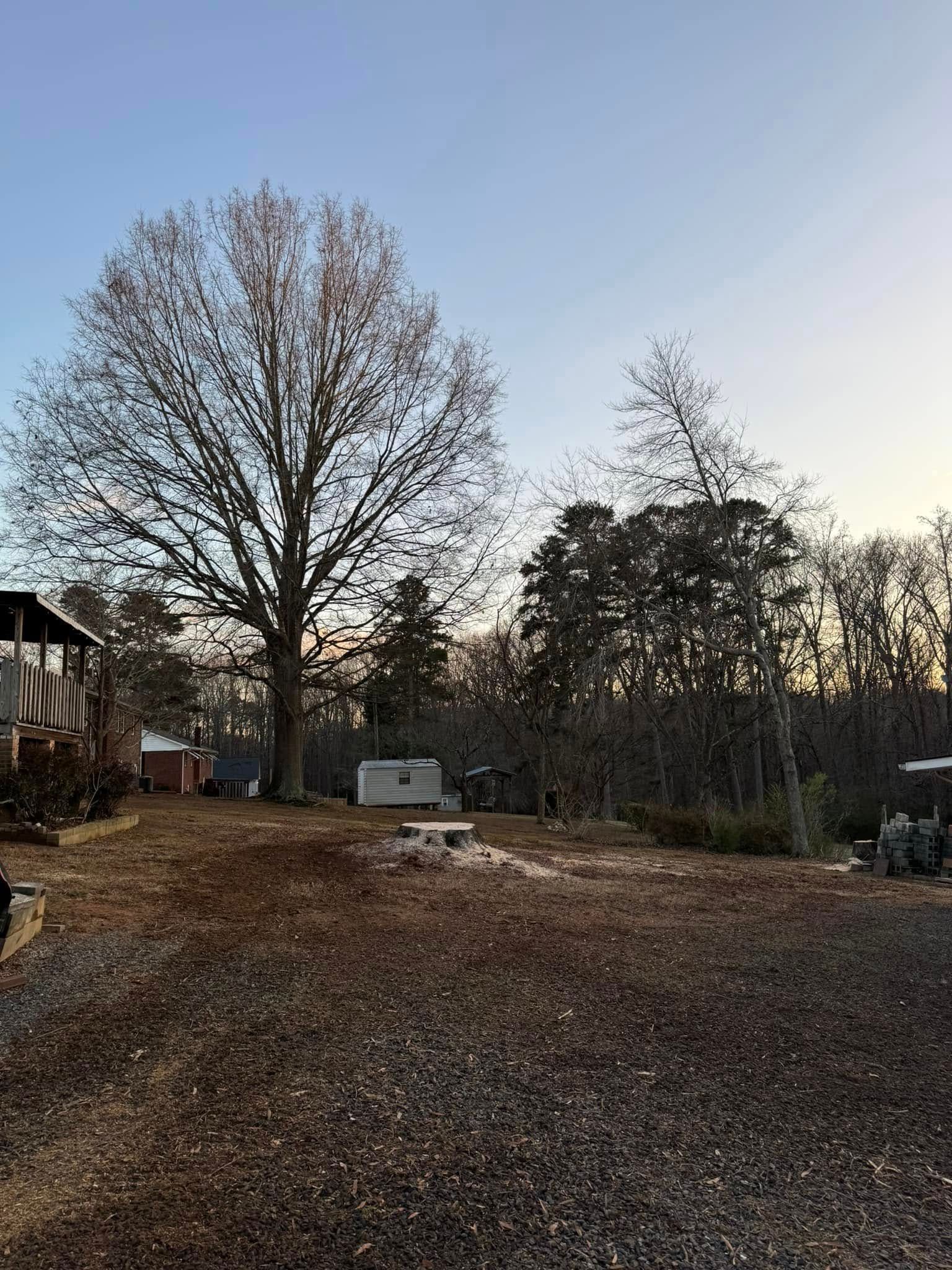 A gravel yard with a large bare tree, other trees, and small buildings under a blue sky.
