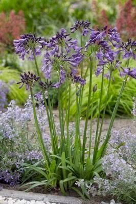 Lush Garden With Vibrant Purple Flowers — Hallsmark Property Services