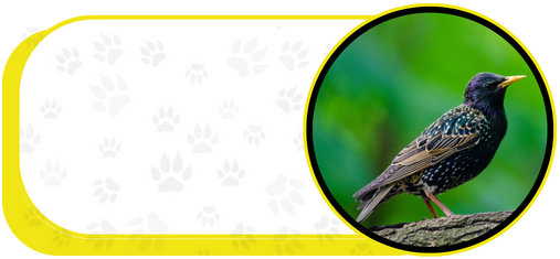 bird