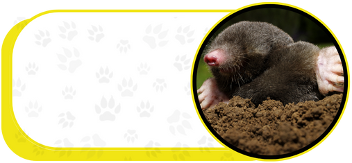 mole