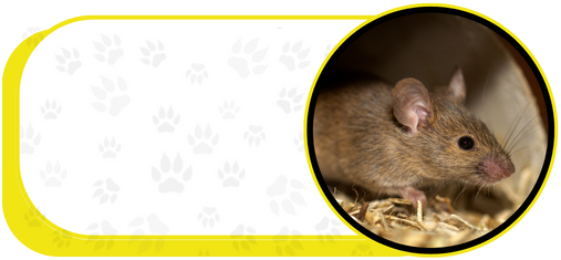 rat