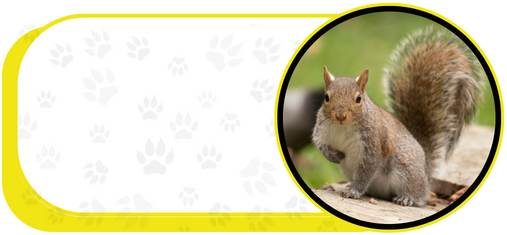squirrel