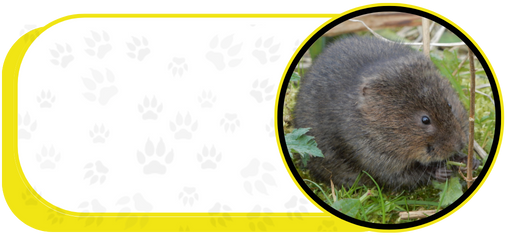 vole