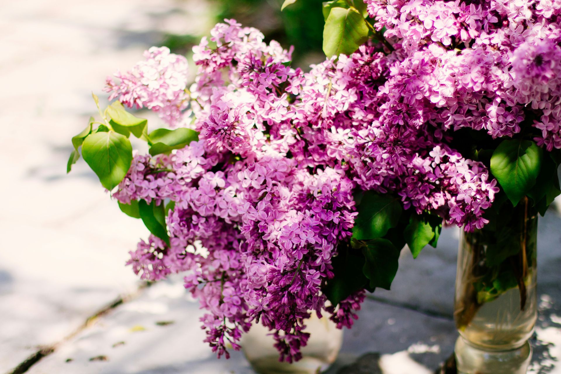 Purple lilacs in a clear vase, sunlight illuminating the flowers and green leaves.