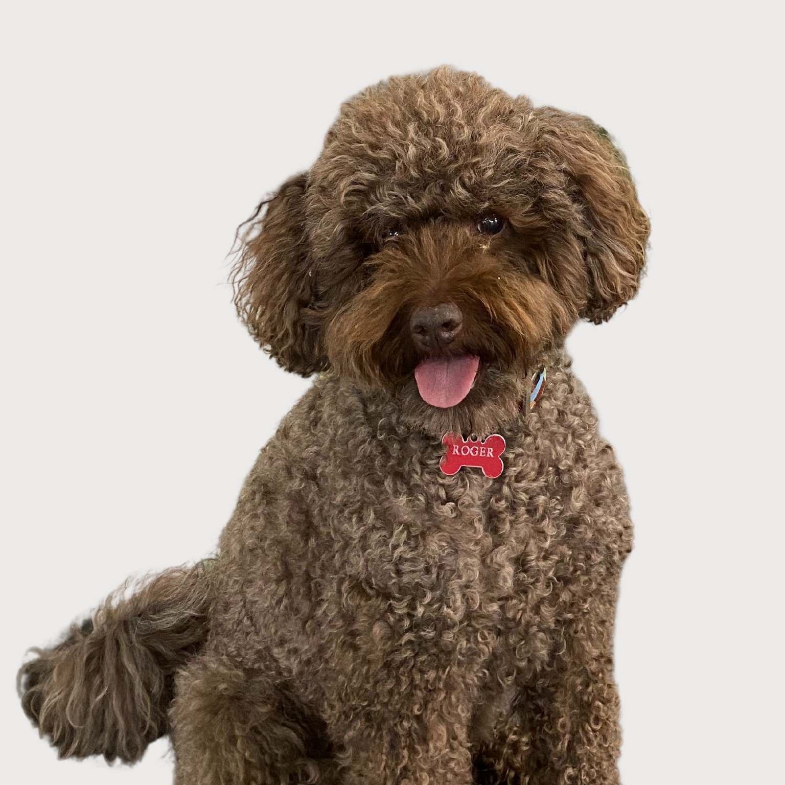A brown poodle wearing a red bow tie and collar is sitting on a white background.