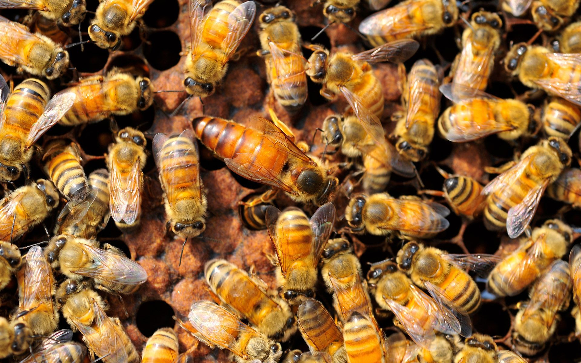 A Close up Of a Group of Bees on A Honeycomb — Newport News, VA — E & R Exterminating Company, Inc.
