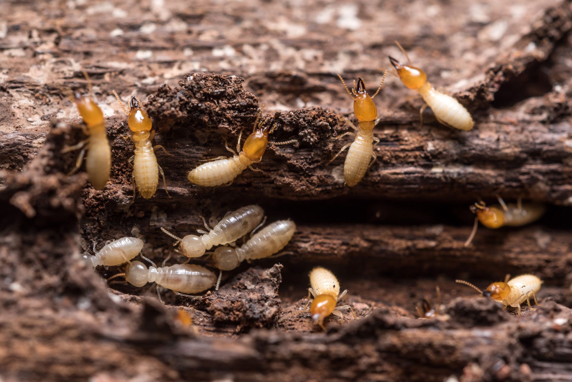 An active colony of cream-colored termites burrowing deep through a porous underground wood log.