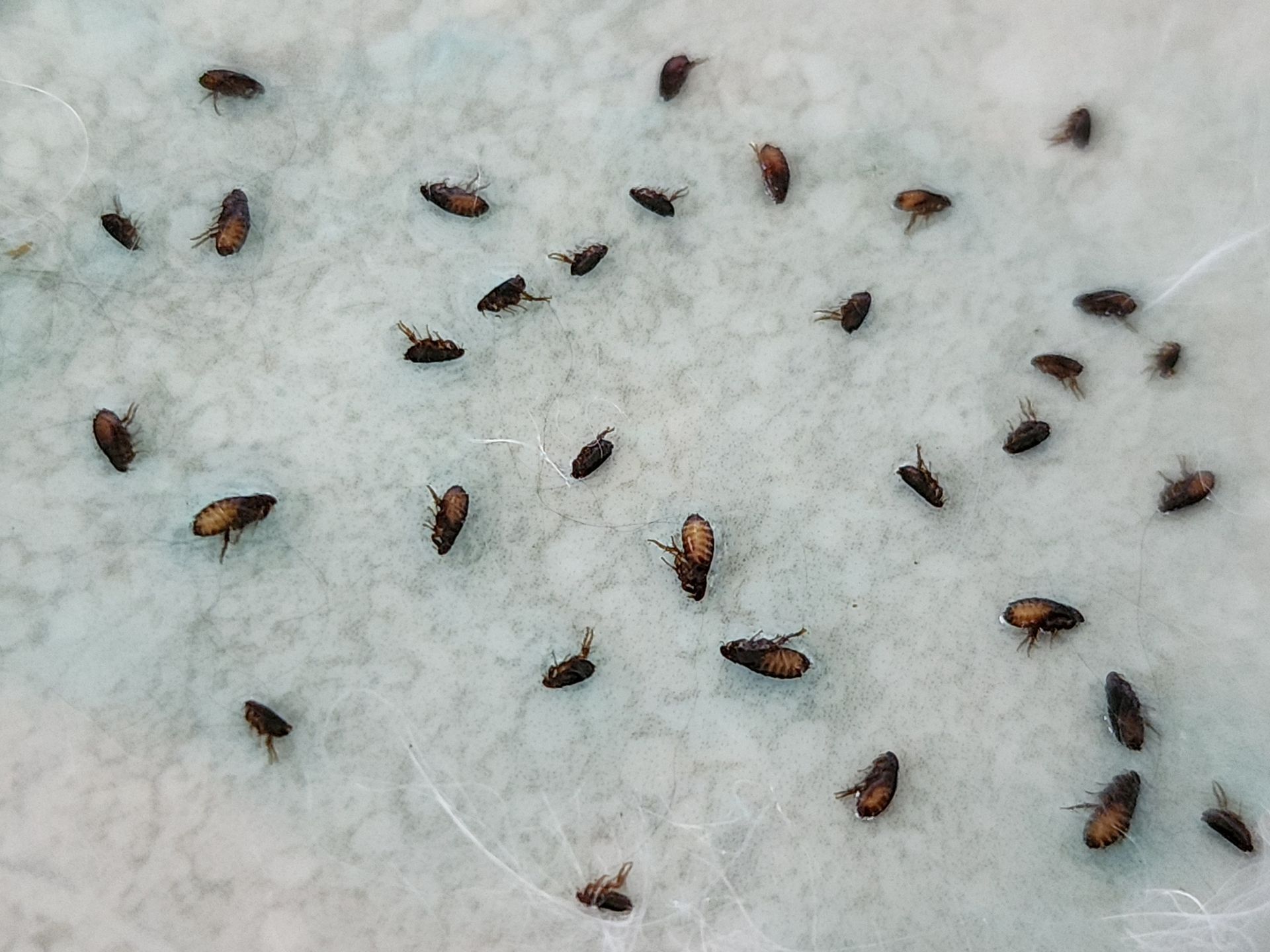 A Bunch of Small Bugs Are Sitting on A White Surface — Newport News, VA — E & R Exterminating Company, Inc.