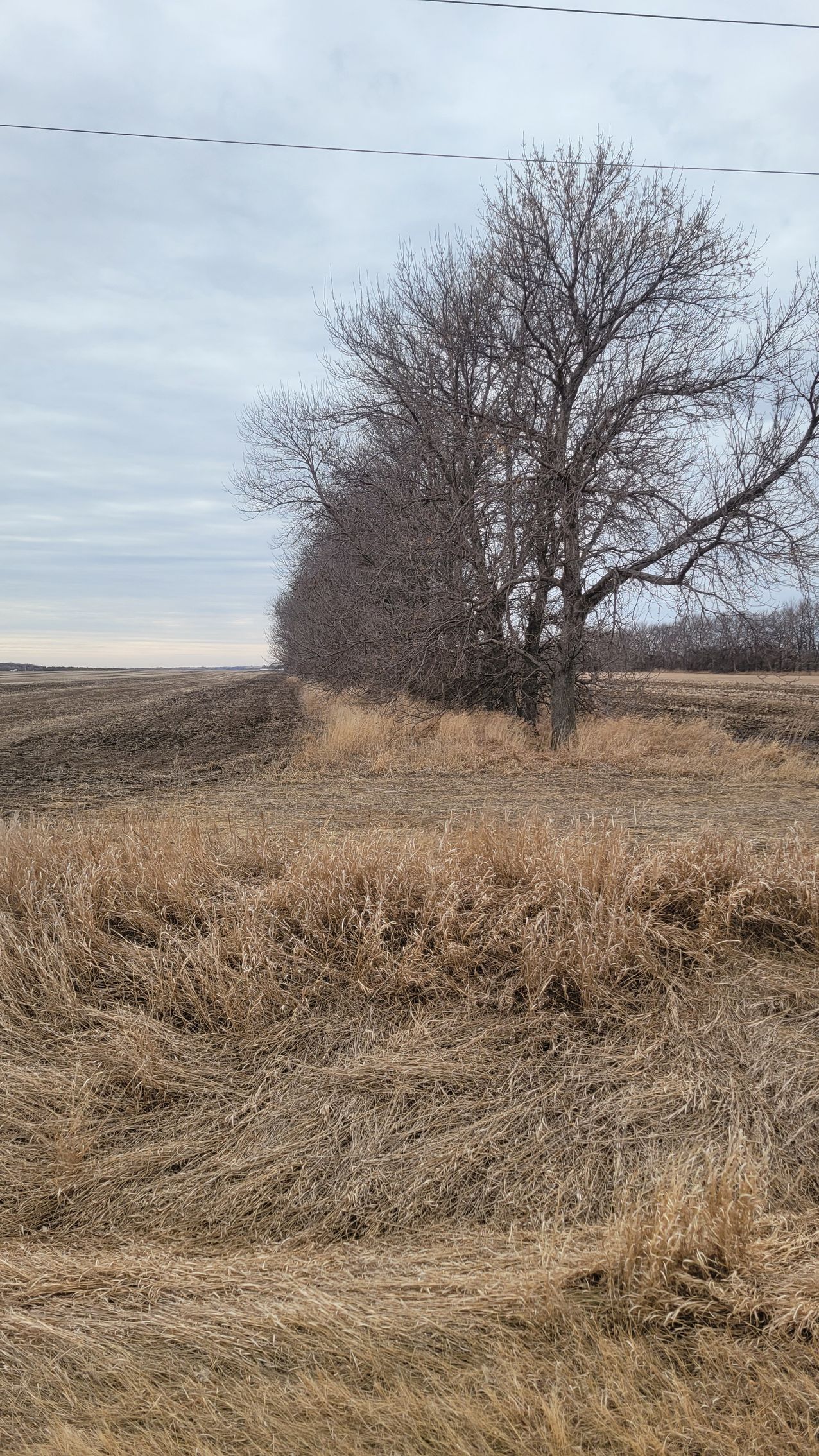 Tree Row Removal