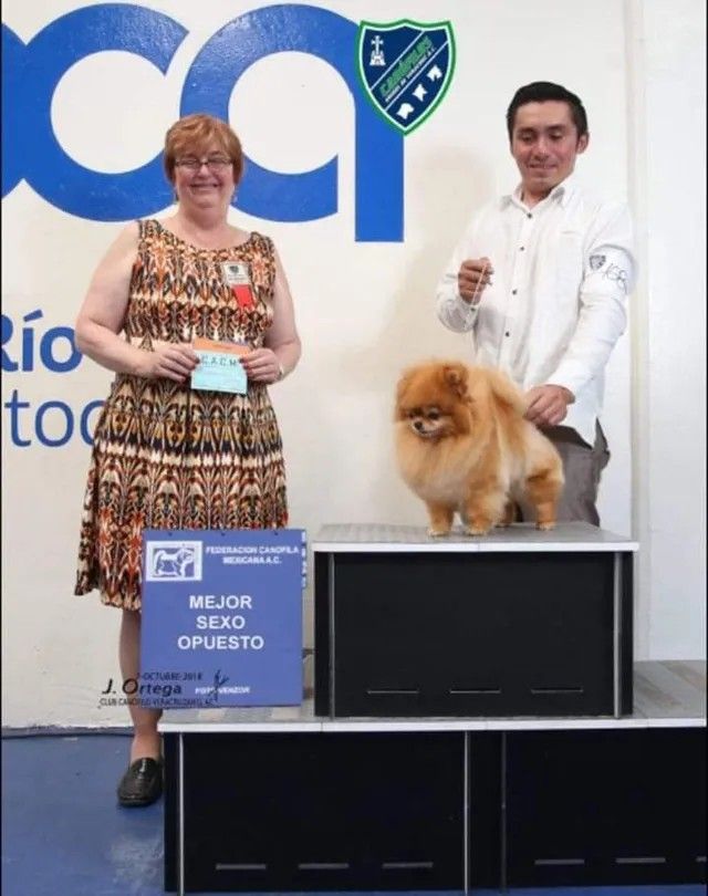 Female Pomeranian