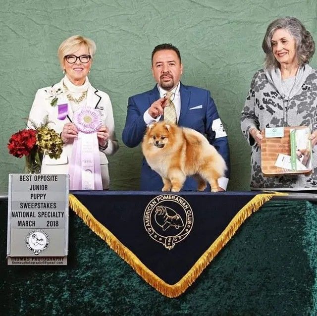 Female Pomeranian