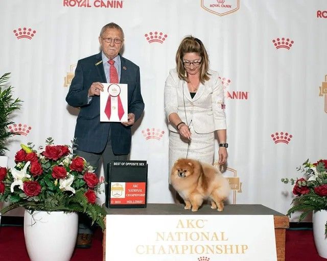 Female Pomeranian