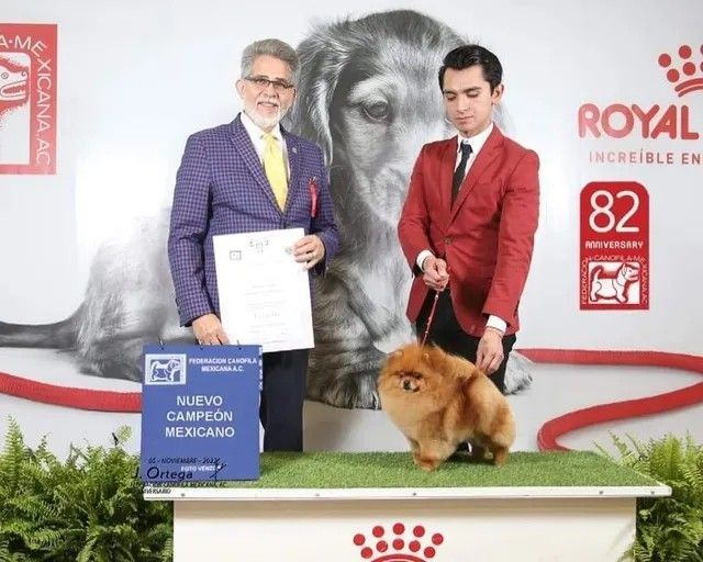 Female Pomeranian