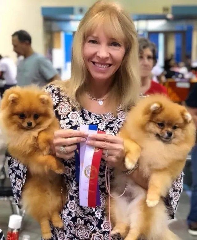 Female Pomeranian