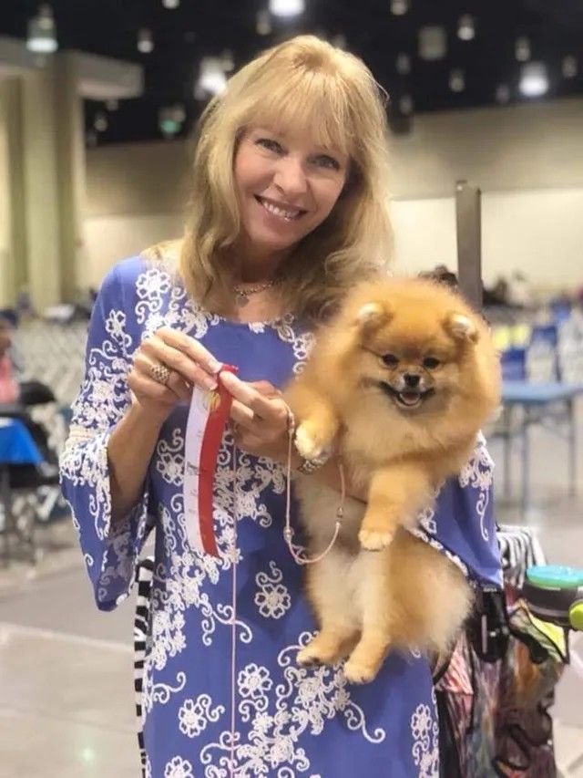 Female Pomeranian