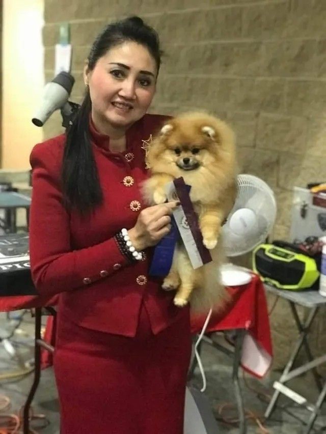 Female Pomeranian