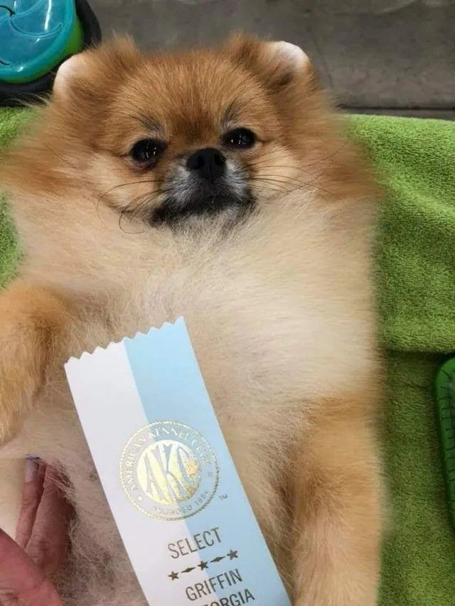 Female Pomeranian