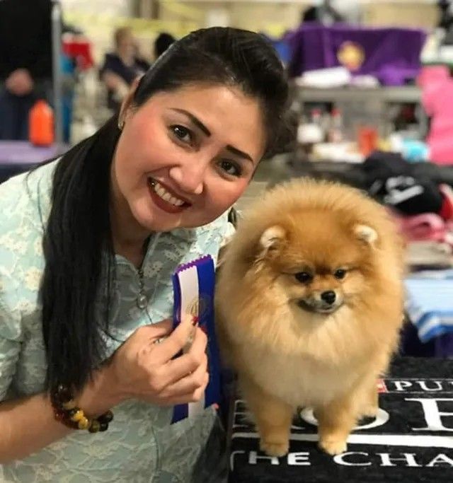 Female Pomeranian