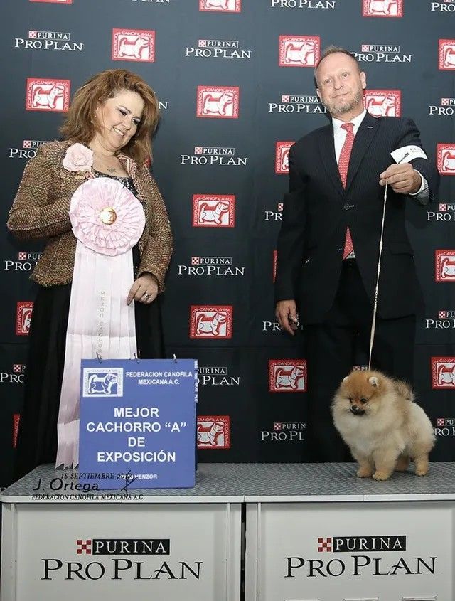 Female Pomeranian