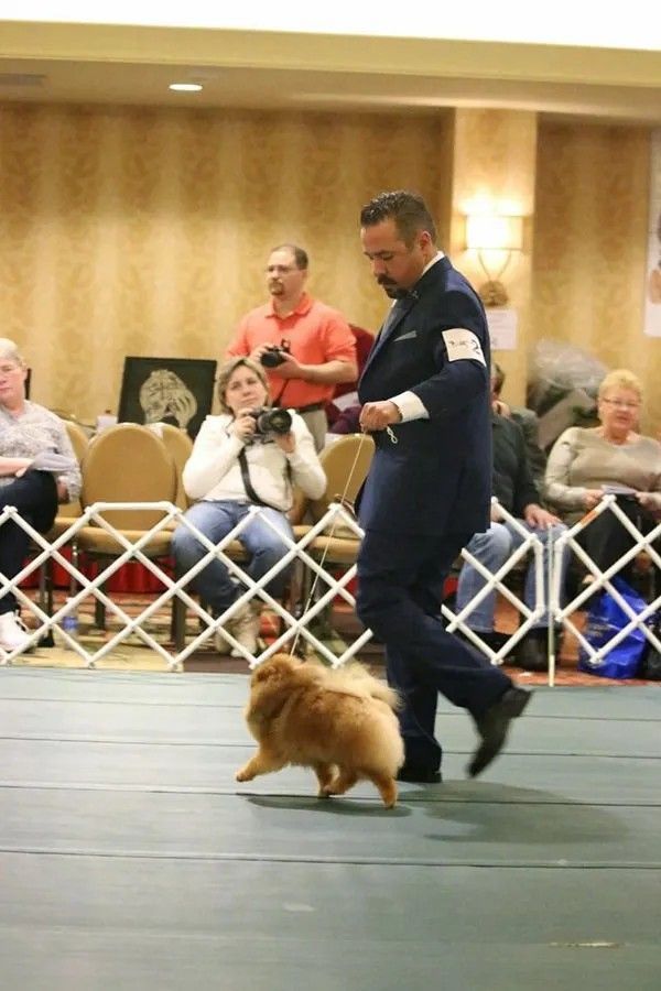 Female Pomeranian
