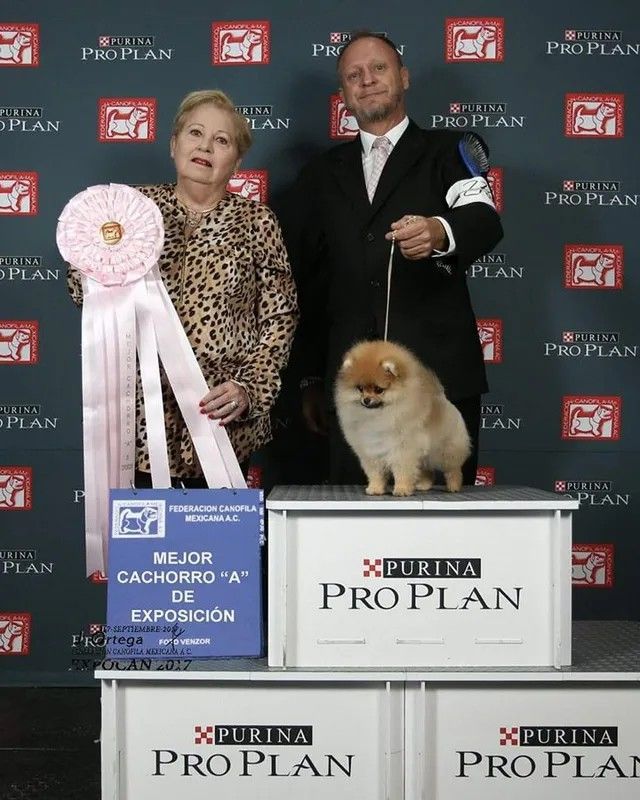 Female Pomeranian