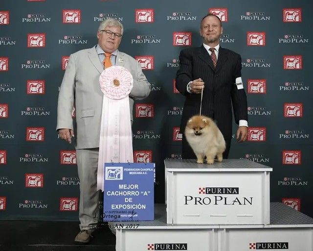 Female Pomeranian
