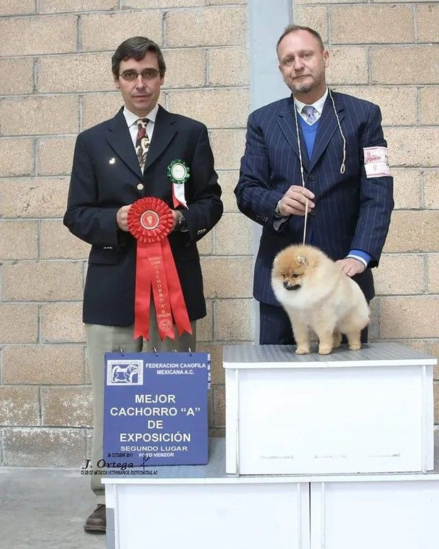 Female Pomeranian