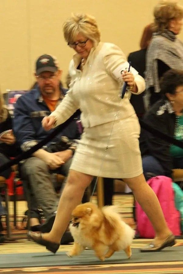 Female Pomeranian