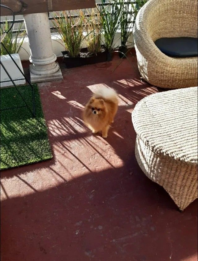 Female Pomeranian