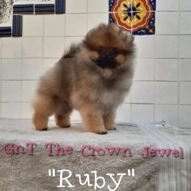 Female Pomeranian