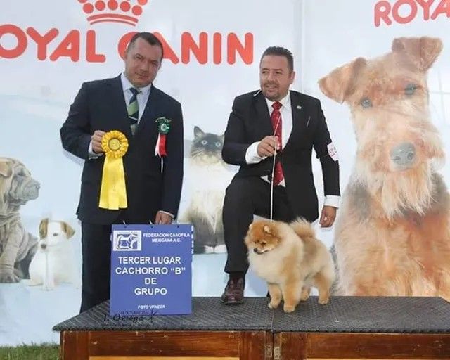 Female Pomeranian