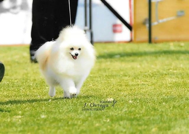 Female Pomeranian