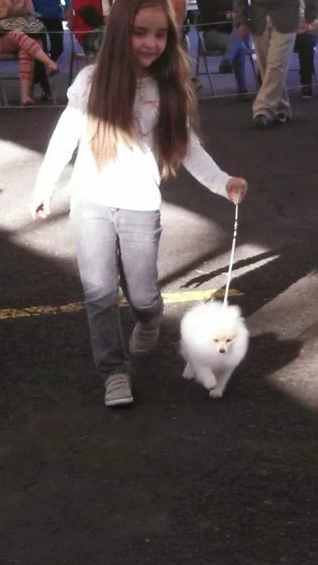 Female Pomeranian