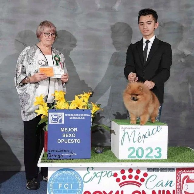 Female Pomeranian