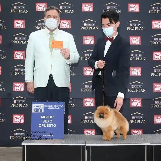 Female Pomeranian