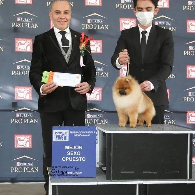 Female Pomeranian
