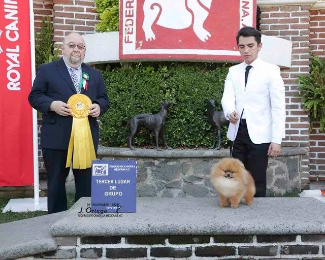 Male Pomeranian