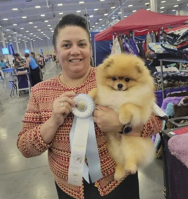 Male Pomeranian
