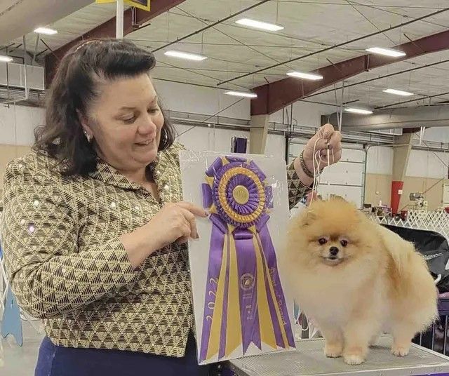 Male Pomeranian