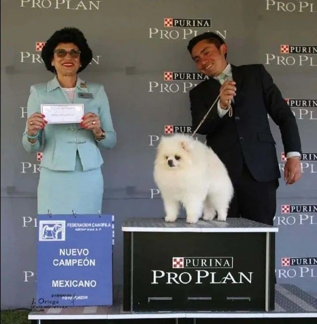 Male Pomeranian
