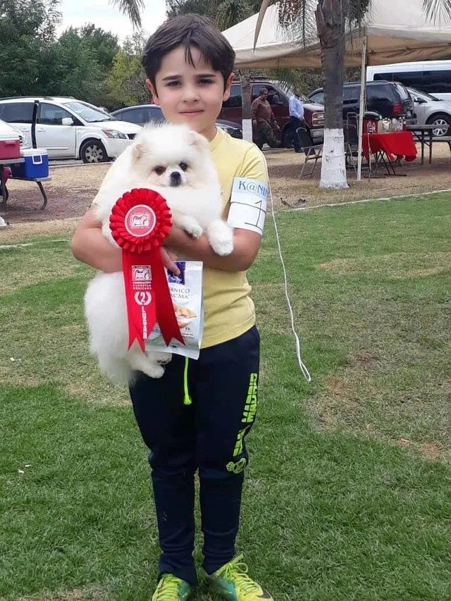 Male Pomeranian