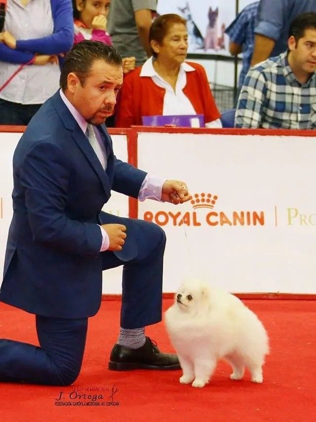 Male Pomeranian
