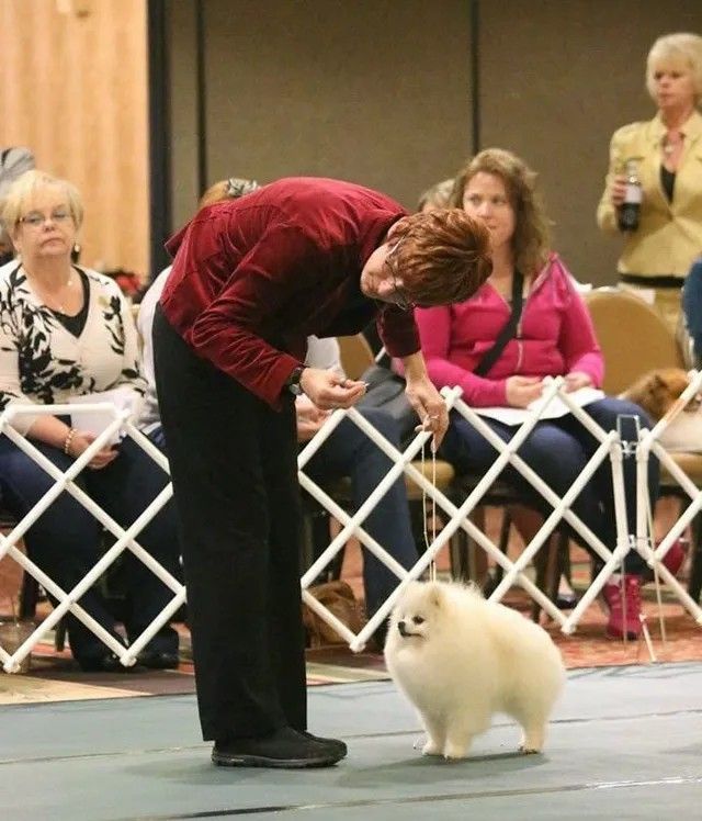 Male Pomeranian